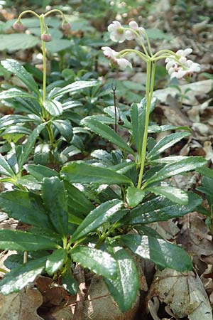 Chimaphila umbellata \ Doldiges Wintergrn / Pipsissewa, D Babenhausen 20.6.2016