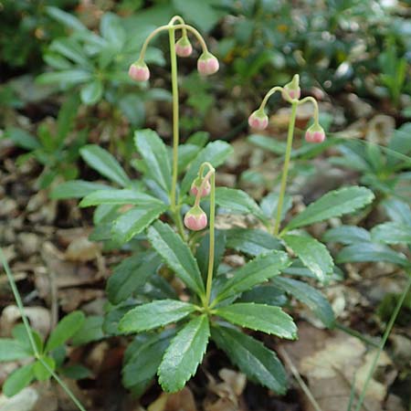 Chimaphila umbellata \ Doldiges Wintergrn / Pipsissewa, D Babenhausen 20.6.2016