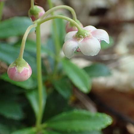 Chimaphila umbellata \ Doldiges Wintergrn / Pipsissewa, D Babenhausen 20.6.2016