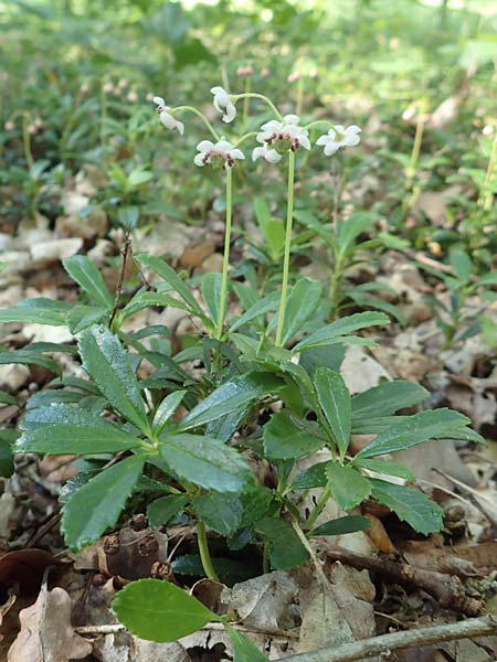 Chimaphila umbellata / Pipsissewa, D Babenhausen 20.6.2016