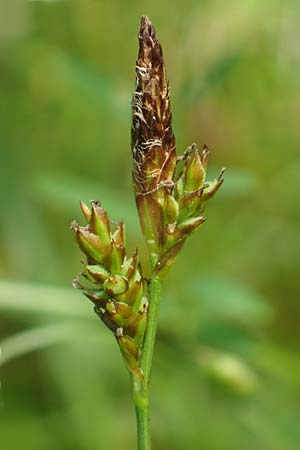 Carex umbrosa \ Schatten-Segge / Umbrosa Sedge, D Gochsheim 17.5.2018