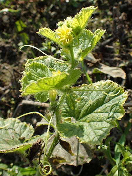 Cucumis sativus \ Gurke / Cucumber, D Römerberg 18.10.2018