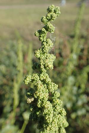 Chenopodium urbicum \ Ruten-Gnsefu, Straen-Gnsefu / City Goosefoot, D Bad Windsheim 8.9.2020