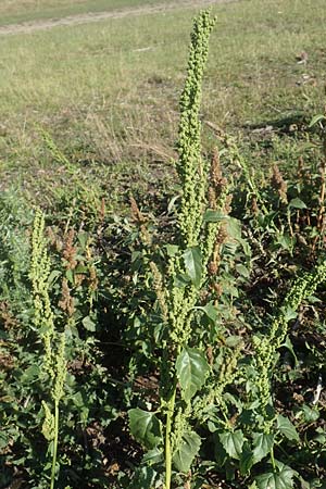 Chenopodium urbicum / City Goosefoot, D Bad Windsheim 8.9.2020