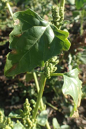 Chenopodium urbicum \ Ruten-Gnsefu, Straen-Gnsefu / City Goosefoot, D Bad Windsheim 8.9.2020