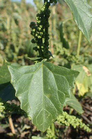 Chenopodium urbicum / City Goosefoot, D Bad Windsheim 8.9.2020