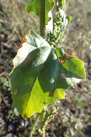 Chenopodium urbicum \ Ruten-Gnsefu, Straen-Gnsefu / City Goosefoot, D Bad Windsheim 8.9.2020