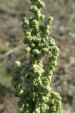 Chenopodium urbicum \ Ruten-Gnsefu, Straen-Gnsefu, D Bad Windsheim 8.9.2020