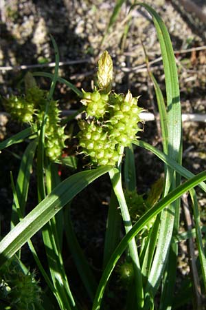 Carex viridula \ Spte Gelb-Segge / Little Green Sedge, Small-Fruited Yellow Sedge, D Germersheim-Lingenfeld 10.7.2008