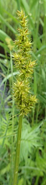 Carex otrubae \ Hain-Segge, Falsche Fuchs-Segge / False Fox Sedge, D Pfronten 9.6.2016