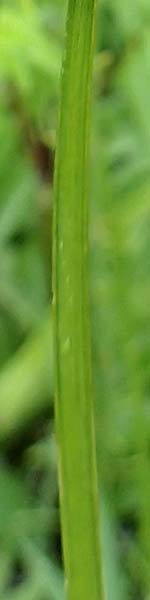 Carex otrubae \ Hain-Segge, Falsche Fuchs-Segge / False Fox Sedge, D Pfronten 9.6.2016