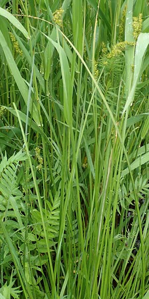 Carex otrubae \ Hain-Segge, Falsche Fuchs-Segge / False Fox Sedge, D Pfronten 9.6.2016