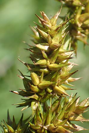 Carex otrubae \ Hain-Segge, Falsche Fuchs-Segge / False Fox Sedge, D Pfronten 28.6.2016