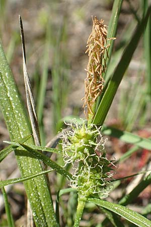 Carex viridula \ Spte Gelb-Segge / Little Green Sedge, Small-Fruited Yellow Sedge, D Ober-Roden 7.5.2018