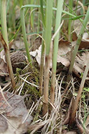 Carex vulpinoidea \ Falsche Fuchs-Segge, D Bochum 22.5.2018