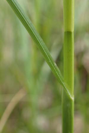 Carex vulpinoidea \ Falsche Fuchs-Segge, D Bochum 22.5.2018