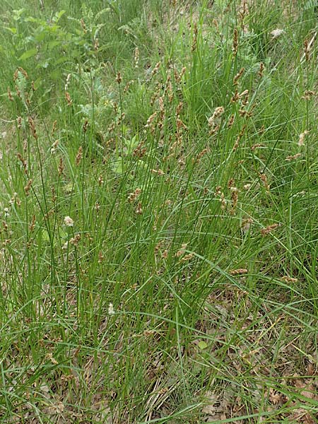 Carex vulpinoidea \ Falsche Fuchs-Segge / American Fox Sedge, Brown Fox Sedge, D Bochum 22.5.2018