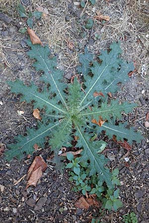 Cirsium vulgare \ Gewhnliche Kratzdistel, Lanzett-Kratzdistel / Spear Thistle, D Mannheim 16.9.2018