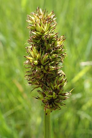 Carex vulpina \ Fuchs-Segge, D Dreieich 19.5.2019