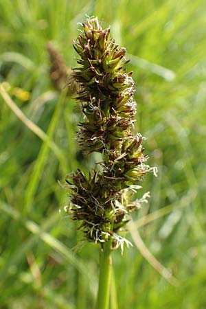 Carex vulpina \ Fuchs-Segge / True Fox Sedge, D Dreieich 19.5.2019