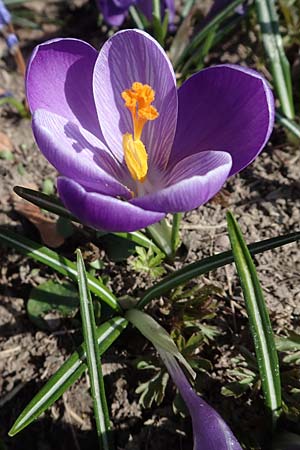 Crocus vernus s.l. \ Frhlings-Krokus / Spring Crocus, D Ludwigshafen 8.3.2021