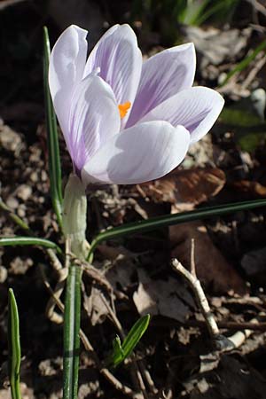 Crocus vernus s.l. \ Frhlings-Krokus / Spring Crocus, D Ludwigshafen 8.3.2021