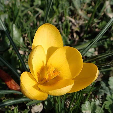 Crocus chrysanthus / Snow Crocus, Golden Crocus, D Ludwigshafen 8.3.2021