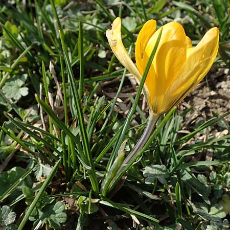 Crocus chrysanthus / Snow Crocus, Golden Crocus, D Ludwigshafen 8.3.2021