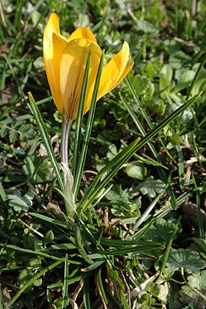 Crocus chrysanthus / Snow Crocus, Golden Crocus, D Ludwigshafen 8.3.2021