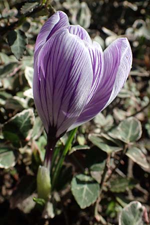 Crocus vernus s.l. / Spring Crocus, D Mannheim-Rheinau 26.2.2022