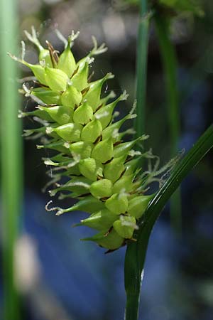 Carex vesicaria / Blister Sedge, D Mühlheim am Main - Lämmerspiel 30.5.2023