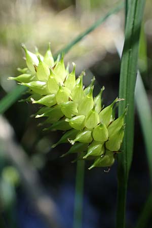 Carex vesicaria \ Blasen-Segge / Blister Sedge, D Mühlheim am Main - Lämmerspiel 30.5.2023