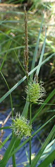 Carex vesicaria \ Blasen-Segge / Blister Sedge, D Mühlheim am Main - Lämmerspiel 30.5.2023