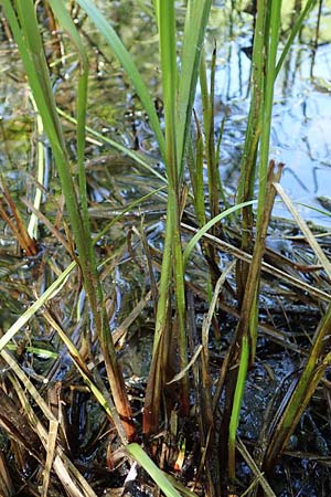 Carex vesicaria / Blister Sedge, D Mühlheim am Main - Lämmerspiel 30.5.2023