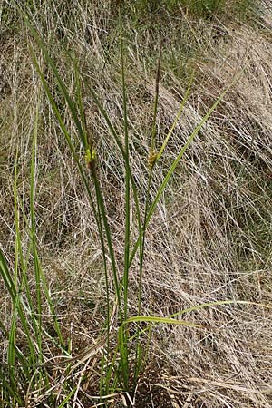 Carex vesicaria \ Blasen-Segge / Blister Sedge, D Neu-Isenburg 30.5.2023