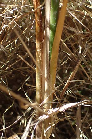 Carex vesicaria \ Blasen-Segge / Blister Sedge, D Neu-Isenburg 30.5.2023
