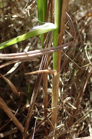 Carex vesicaria / Blister Sedge, D Neu-Isenburg 30.5.2023