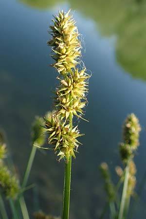 Carex vulpina \ Fuchs-Segge / True Fox Sedge, D Thüringen, Kindelbrück 14.6.2023