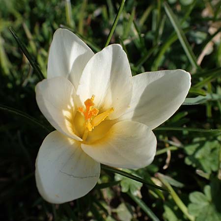 Crocus chrysanthus / Snow Crocus, Golden Crocus, D Ludwigshafen 8.3.2021