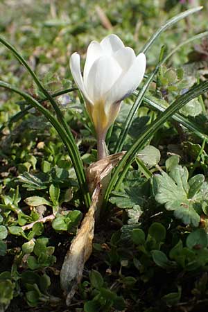 Crocus chrysanthus / Snow Crocus, Golden Crocus, D Ludwigshafen 8.3.2021