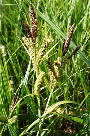 Carex acuta \ Schlank-Segge, Spitz-Segge / Acute Sedge, Slender Tufted Sedge, D Gimbsheim 11.5.2015