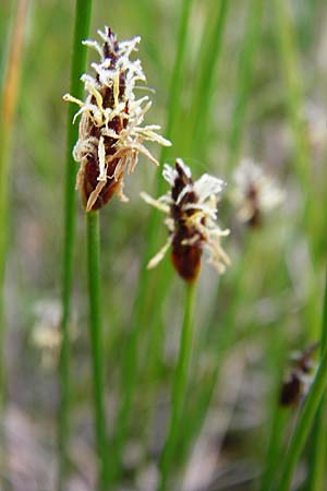 Eleocharis uniglumis \ Einspelzige Sumpfbinse / Spike Rush, D Münzenberg 16.5.2015