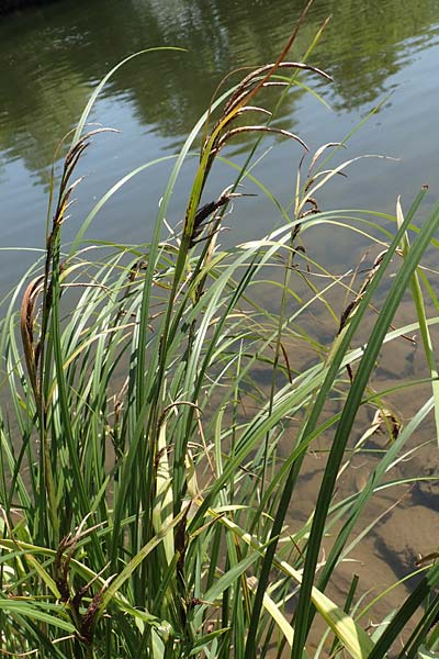 Carex acutiformis \ Sumpf-Segge, D Runkel an der Lahn 1.8.2015