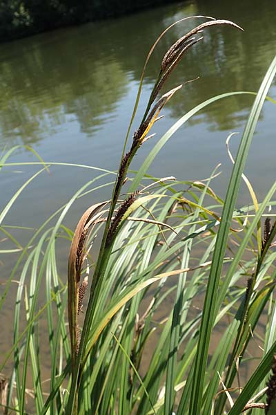 Carex acutiformis \ Sumpf-Segge / Lesser Pond Sedge, D Runkel an der Lahn 1.8.2015