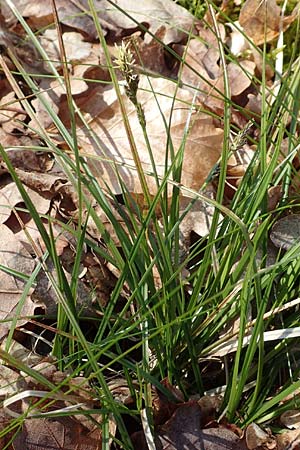 Carex umbrosa \ Schatten-Segge / Umbrosa Sedge, D Babenhausen 28.4.2016