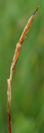 Carex davalliana \ Davalls Segge, Torf-Segge / Turf Sedge, Bath Sedge, D Pfronten 9.6.2016