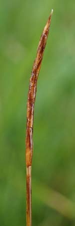 Carex davalliana \ Davalls Segge, Torf-Segge / Turf Sedge, Bath Sedge, D Pfronten 9.6.2016