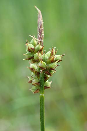 Carex pilulifera \ Pillen-Segge / Pill Sedge, D Olfen 27.5.2018