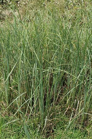 Carex acutiformis \ Sumpf-Segge / Lesser Pond Sedge, D Philippsburg 7.7.2018