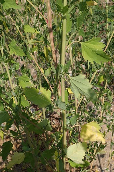 Chenopodium probstii \ Probsts Gnsefu / Probst's Goosefoot, D Bamberg 5.9.2018